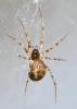 Lepthyphantes minutus